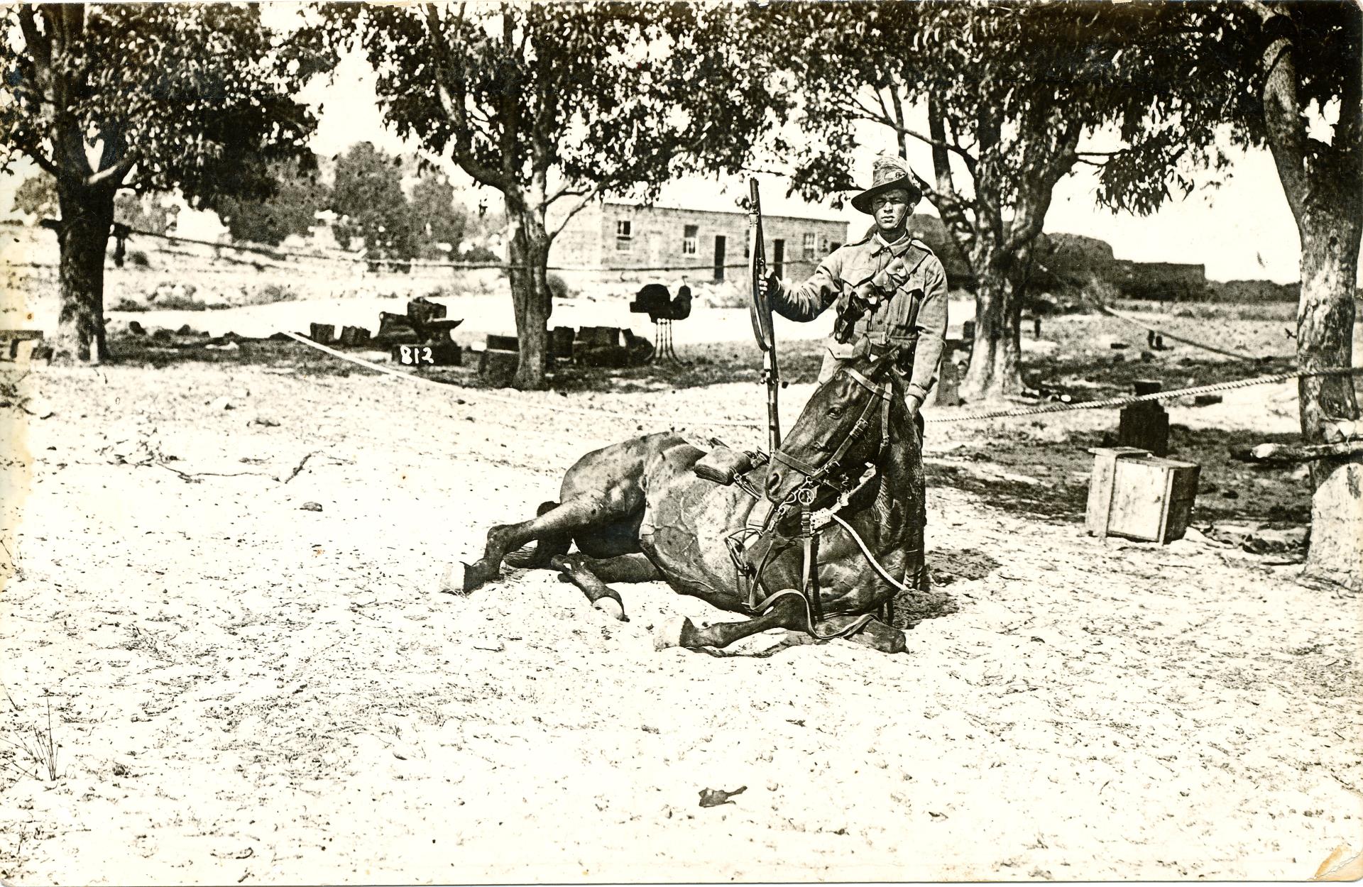 Tpr Albert Cobb training his horse at Rockingham, 1915