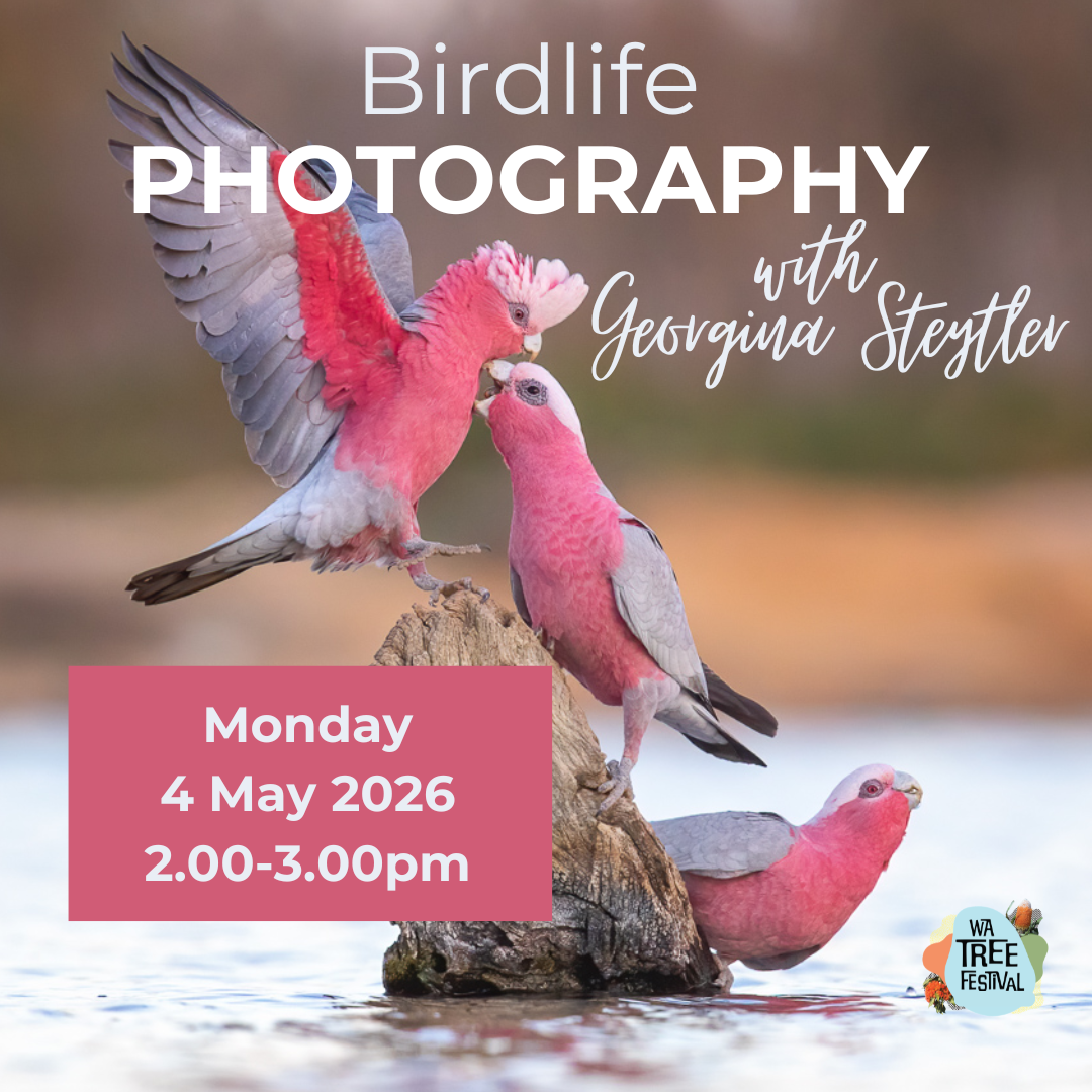 Birdlife Photography